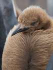 King penguin chicks in colony in Falkland Islands, South Atlantic. South America, Volunteer Point Art Print